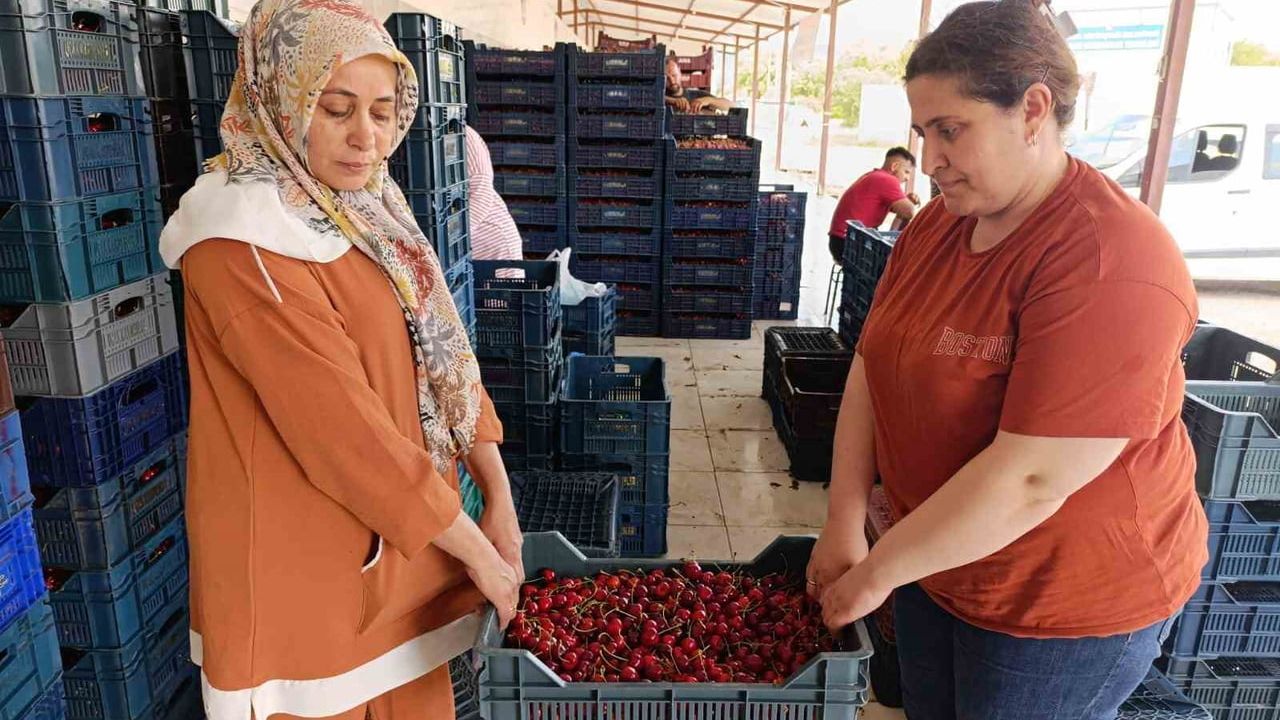 Selendi'nin 25 yıllık kiraz yatırımı Avrupa sofralarına uzandı