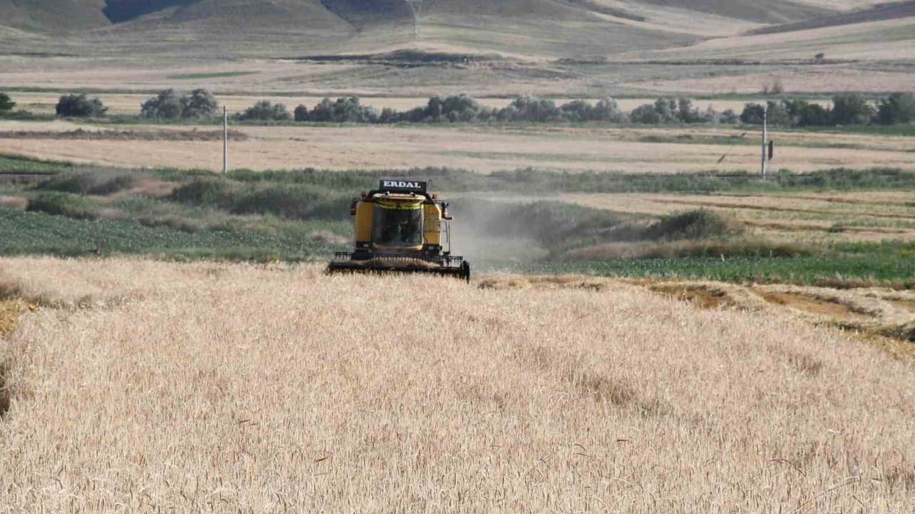 Sezonun ilk arpa hasadı başladı: verim geçen yıla oranla yüksek
