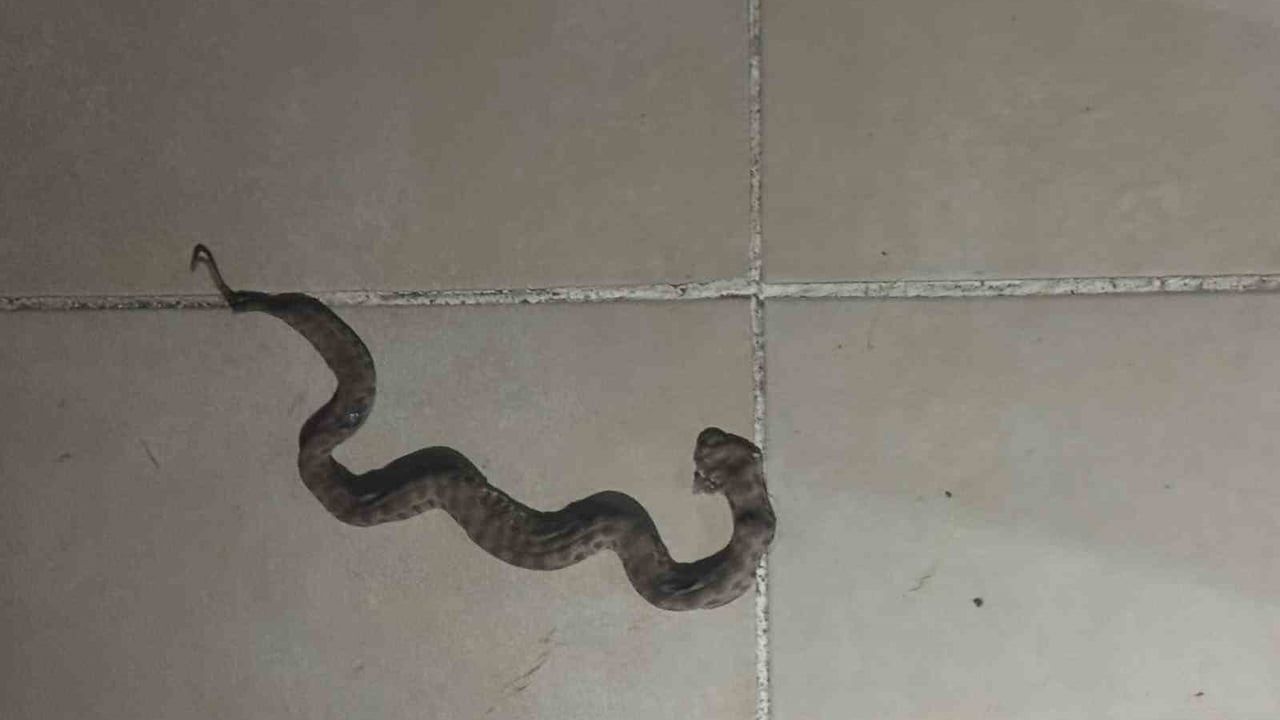 Siirt'in Kurtalan ilçesinde apartmanda yılan görüldü