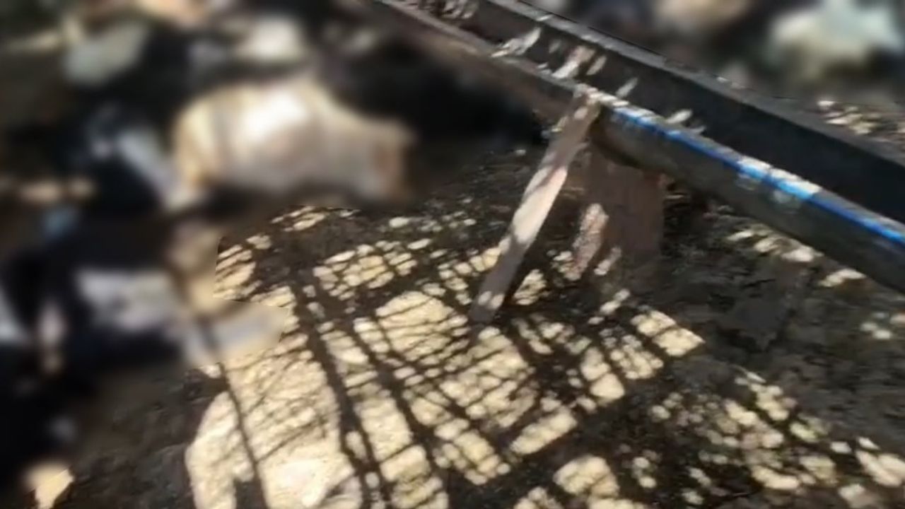 Siirt'in Şirvan ilçesinde başıboş köpeklerin saldırısında 26 keçi telef oldu