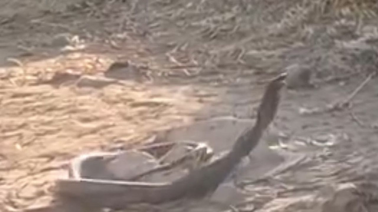 Siirt'te Baykan ilçesinde iki yılan görüntülendi