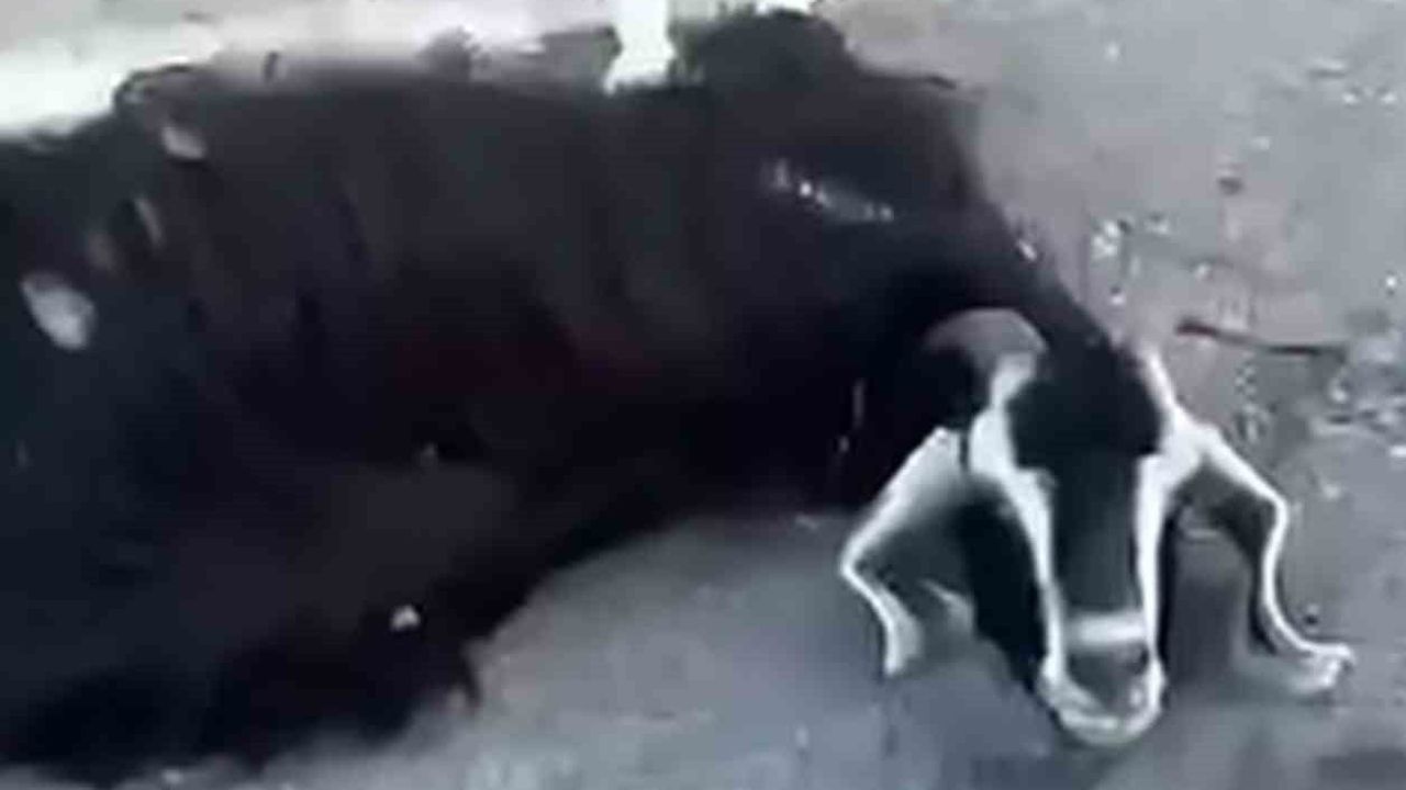 Siirt'te rögar suyunu içtiği iddia edilen 32 küçükbaş telef oldu