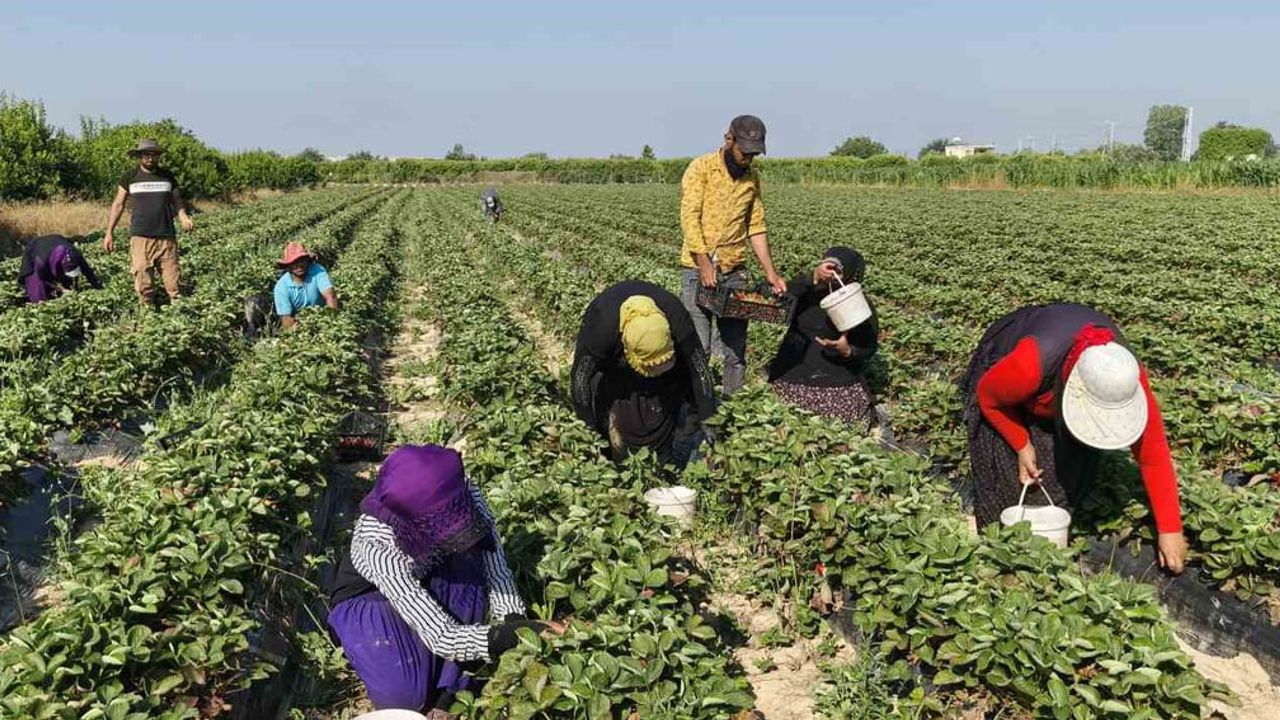 Silifke çileğinde ovadaki son hasatlar tamamlanıyor, üretim yaylalara kayıyor