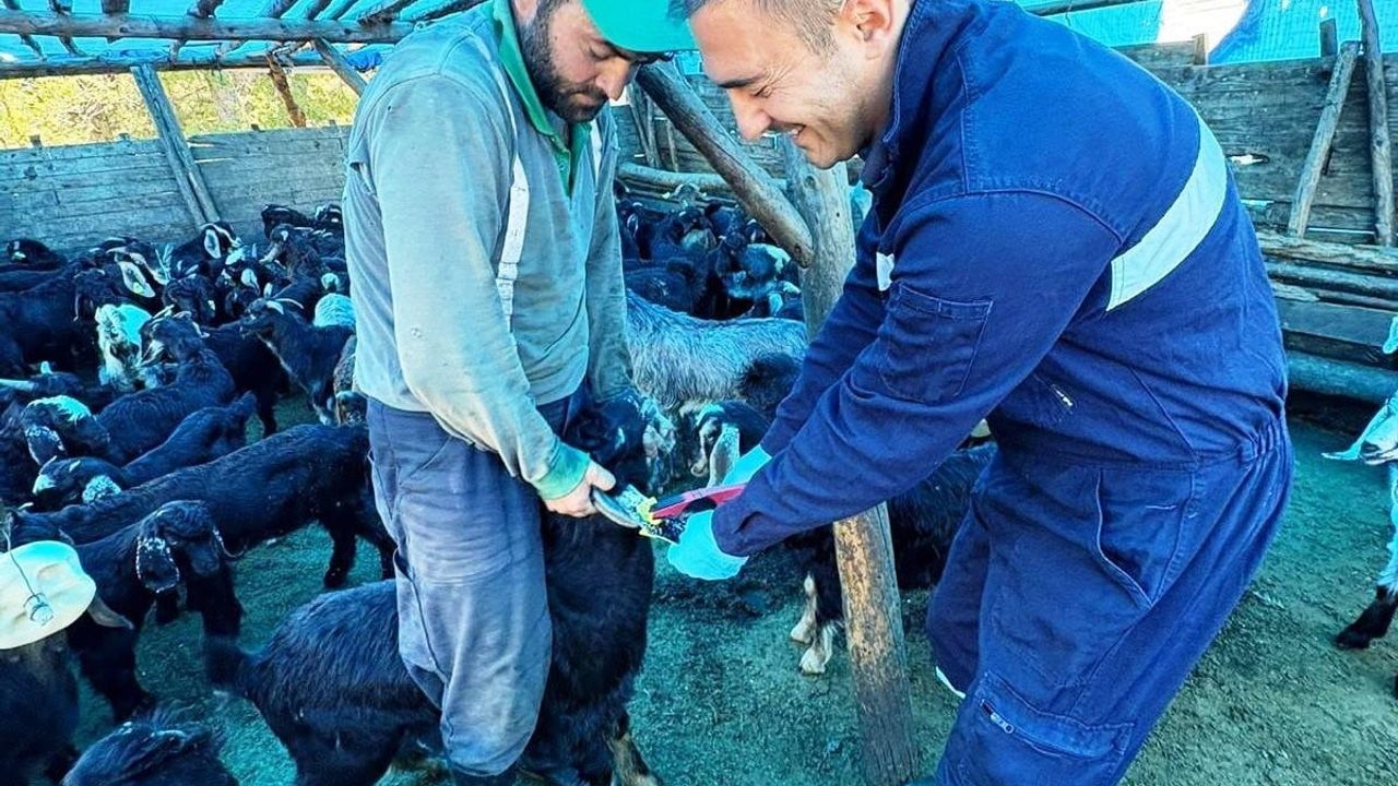 Simav'da küçükbaş hayvanlara aşılama ve küpeleme çalışması