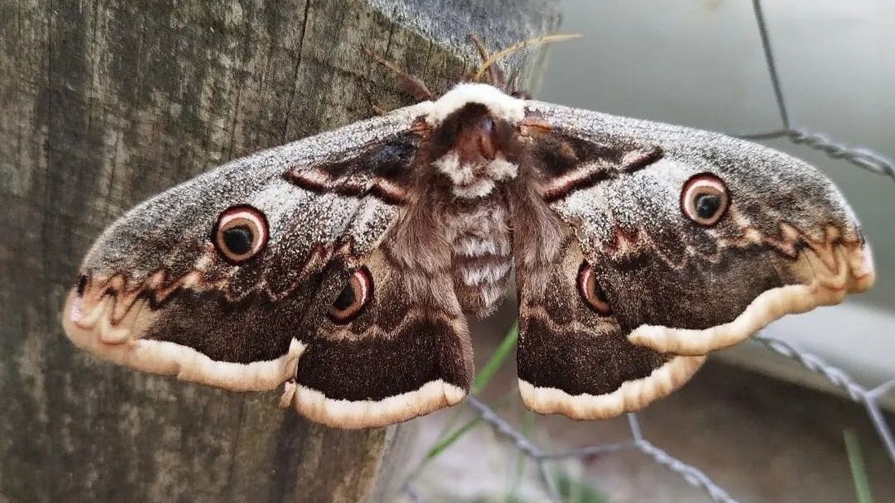 Sinop Ayancık’ta Kanat Açıklığı Yaklaşık 16 cm Olan Tavus Kelebeği Görüntülendi