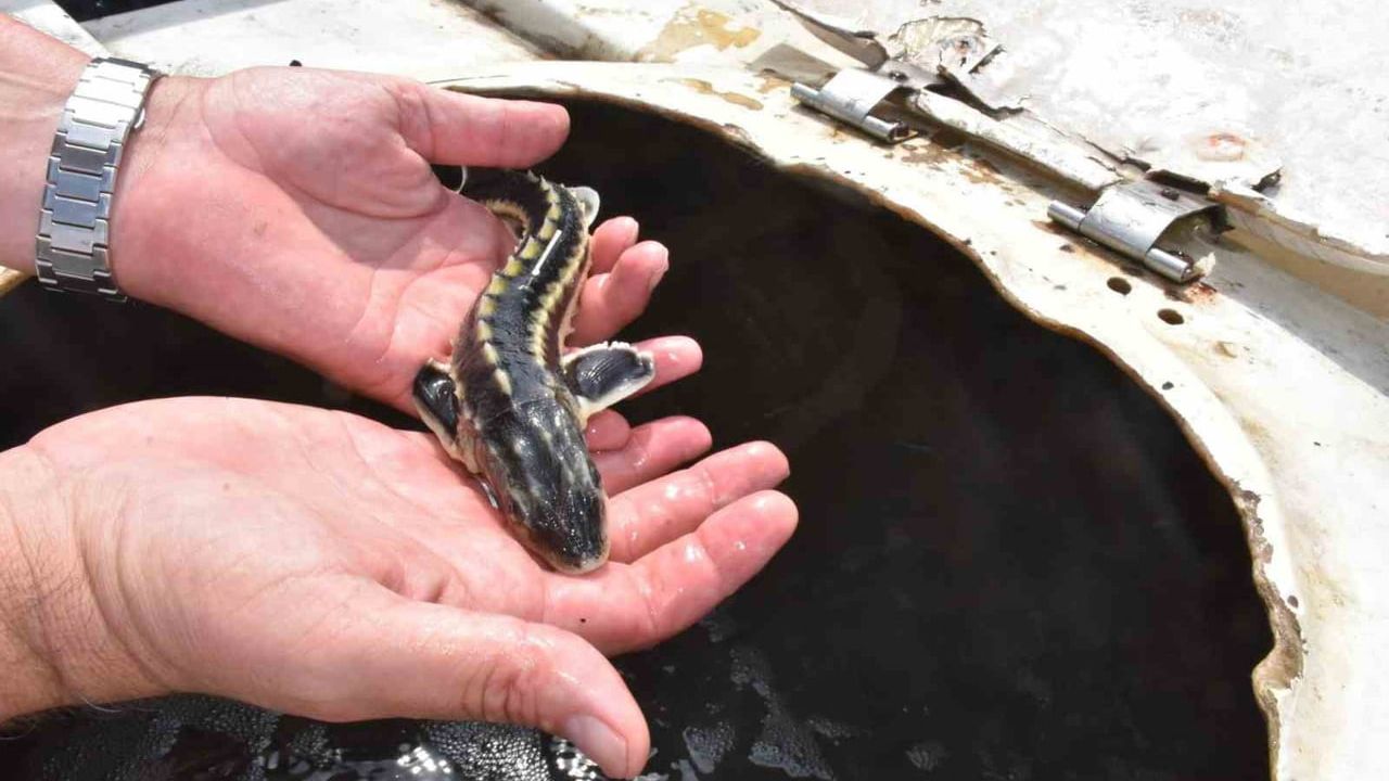 Sinop Gerze'de 2 bin 500 mersin balığı yavrusu denize bırakıldı