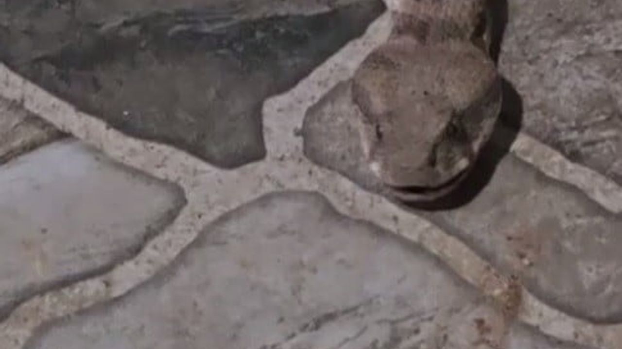 Şırnak İdil'de balkonda 2 metre uzunluğunda yılanla karşılaşan vatandaş panik yaşadı