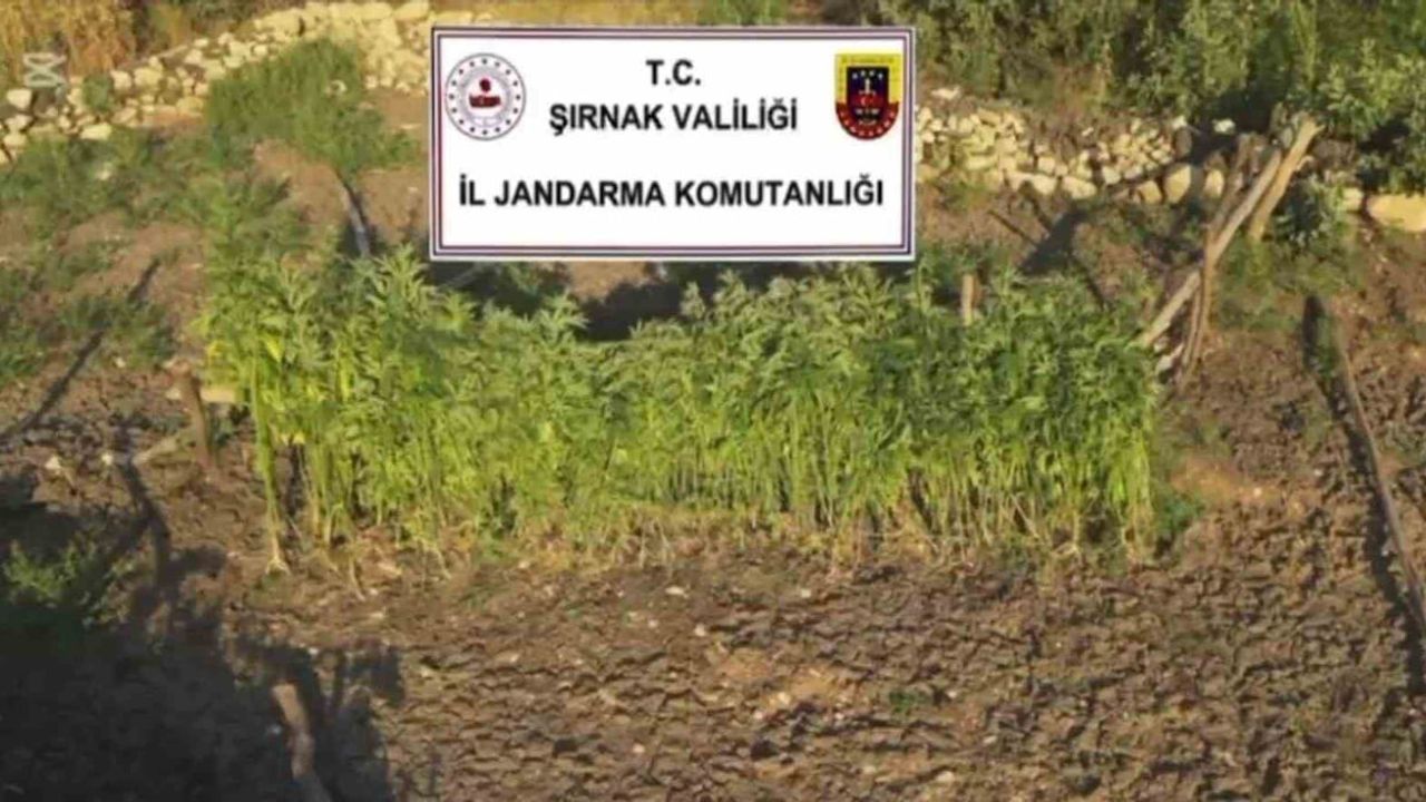 Şırnak merkezli üç ilde uyuşturucu operasyonunda beş gözaltı