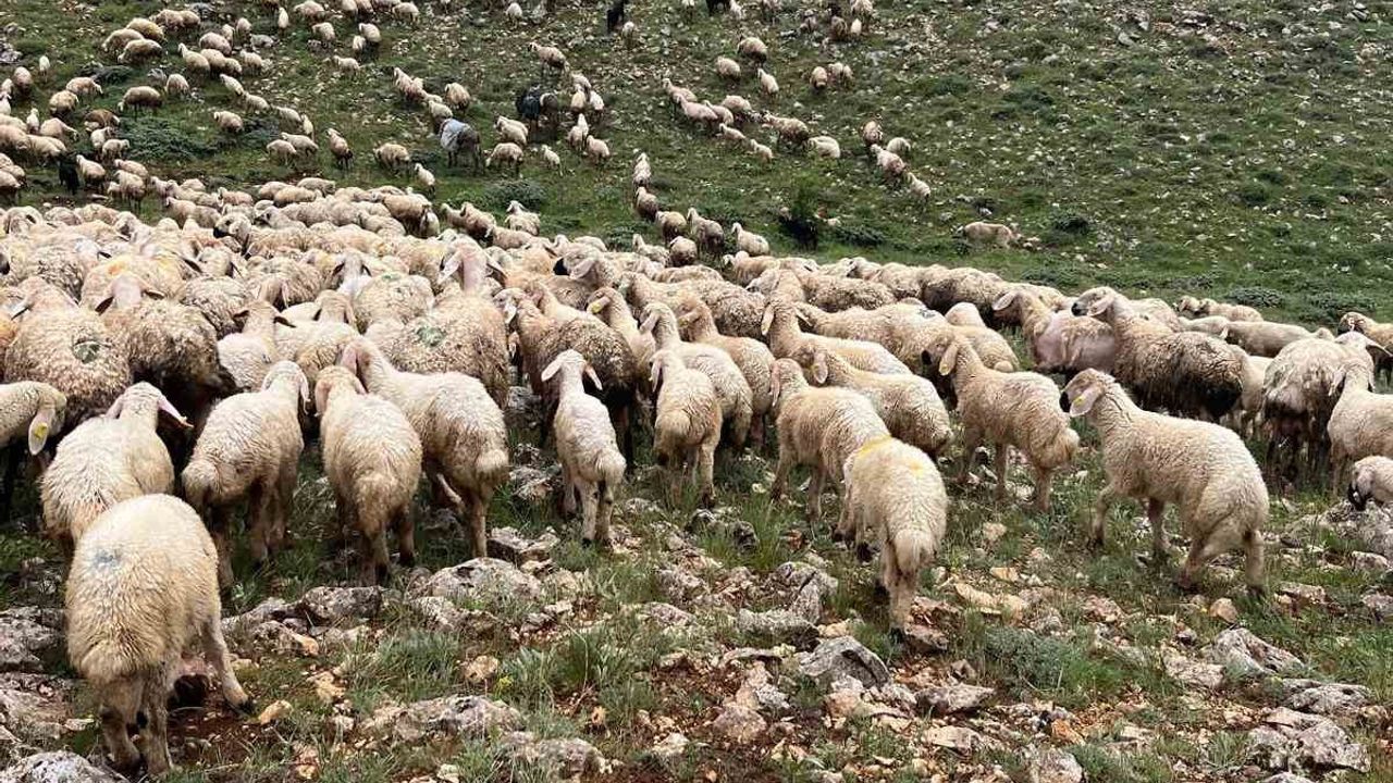 Sivas Gürün'de Yıldırım Düşmesi: Gökçeyazı'nda 5 Koyun Telef Oldu