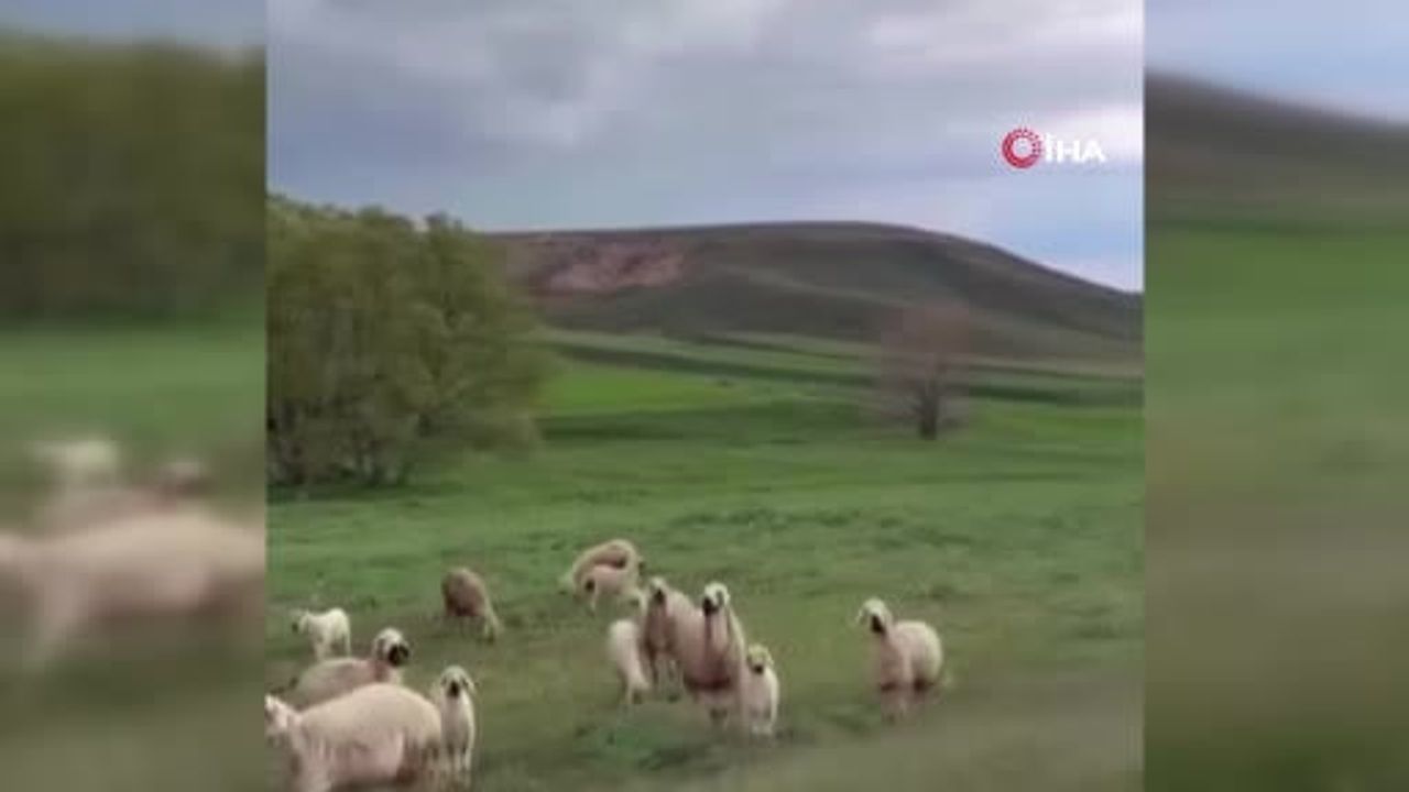 Sivas Kangal'da yıldırım isabet etti: 49 yaşındaki çoban Kurban Bayır yaşamını yitirdi