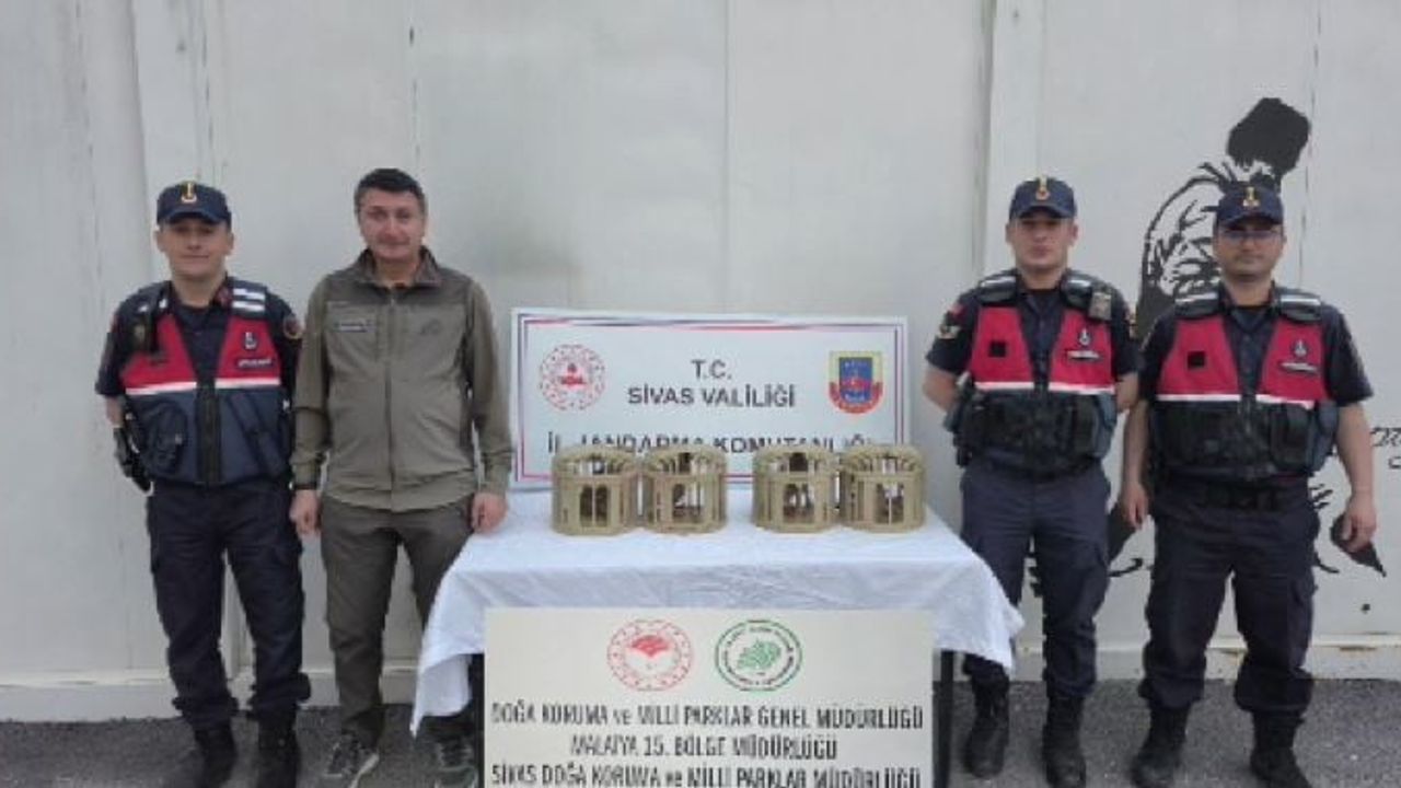 Sivas’ta usulsüz ele geçirilen 4 kınalı keklik doğaya salındı