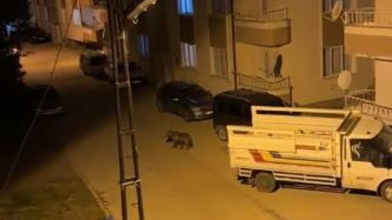 Sivas Zara'da gündüz arazide, gece sokak aralarında görülen ayılar ilçede tedirginlik yaratıyor
