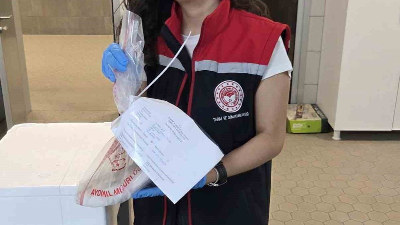 Söke’de ihraç edilecek su ürünlerine sıkı denetim