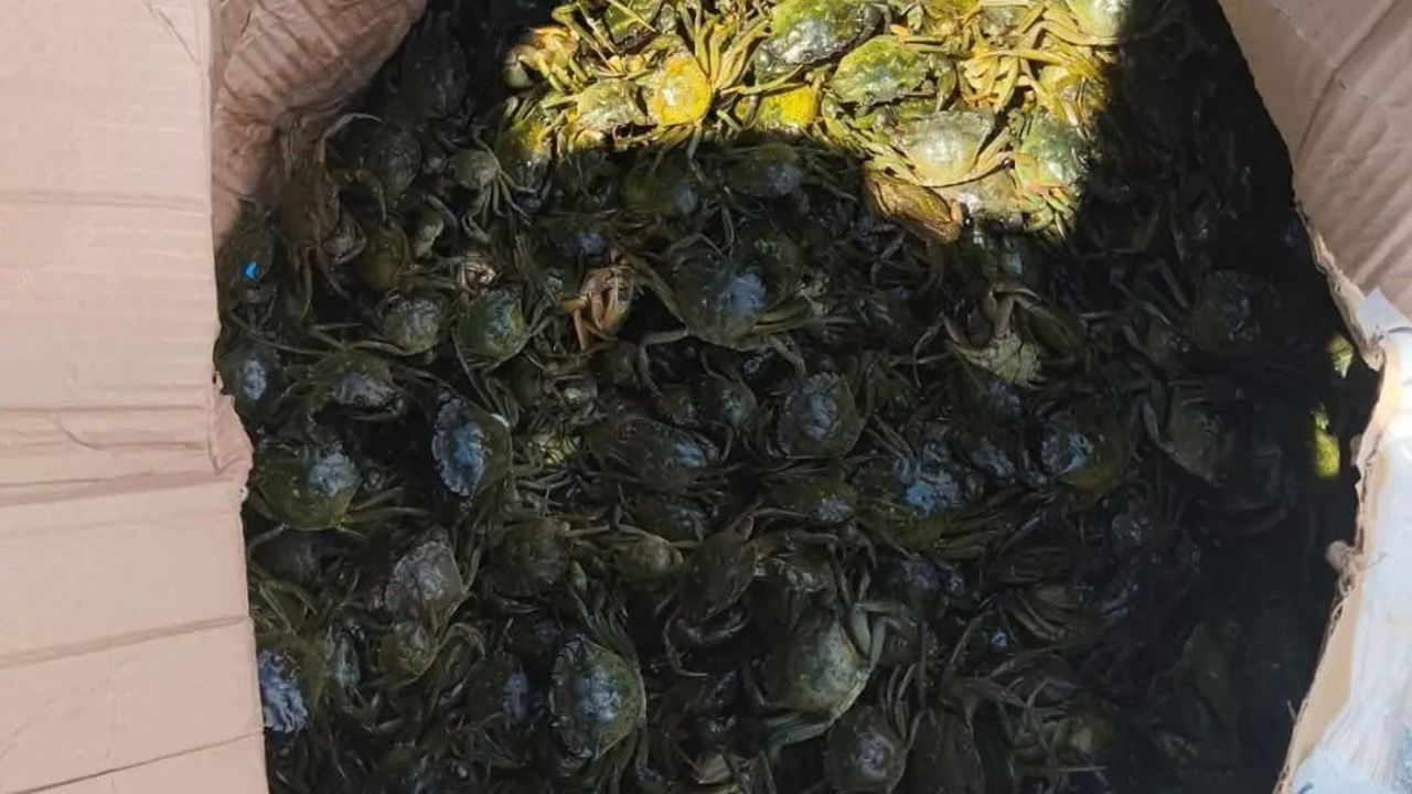 Söke'de kaçak su ürünleri nakline geçit verilmedi