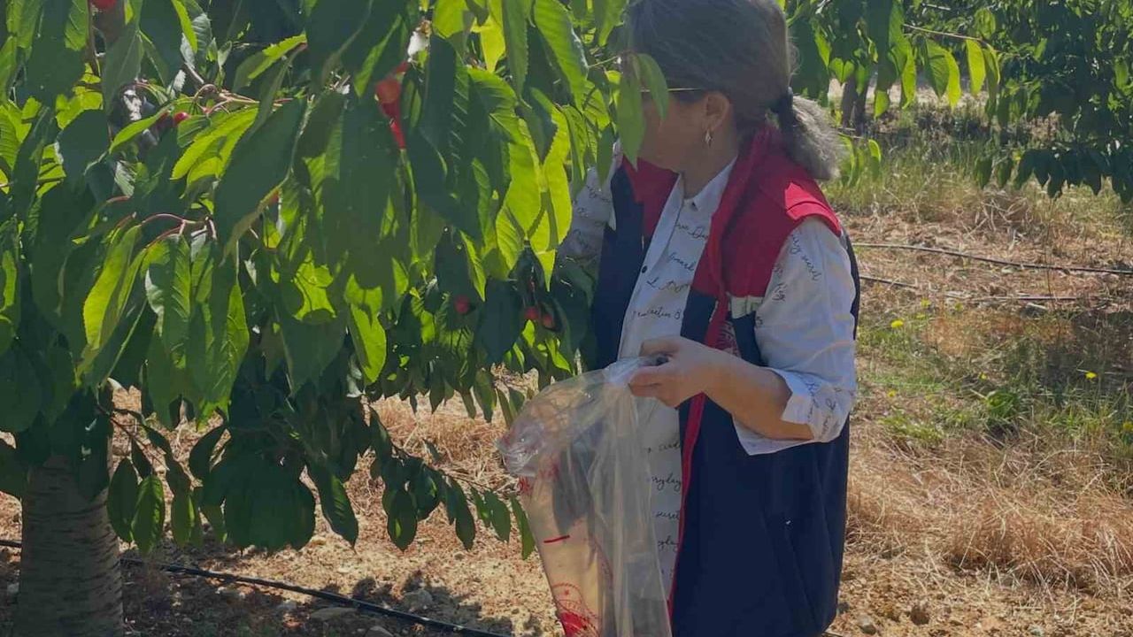 Söke’de kiraz bahçelerinde hastalık ve zararlı denetimleri: Numuneler incelemeye gönderildi
