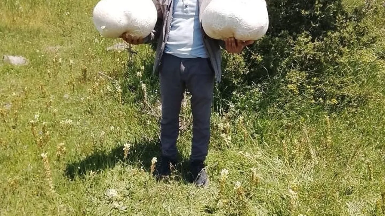 Subaşı köyünde yaklaşık 20 kiloluk mantar bulundu