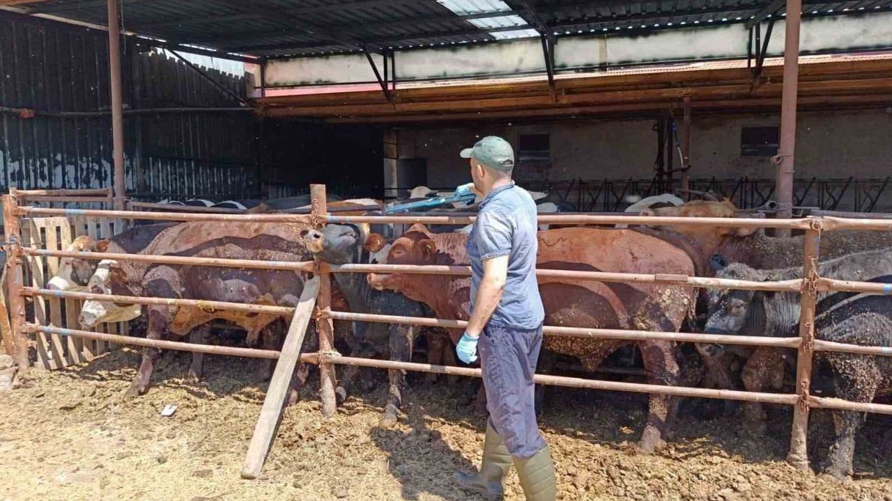Şuhut’ta ithal besi hayvanlara yönelik denetim ve kayıt çalışmaları başlatıldı