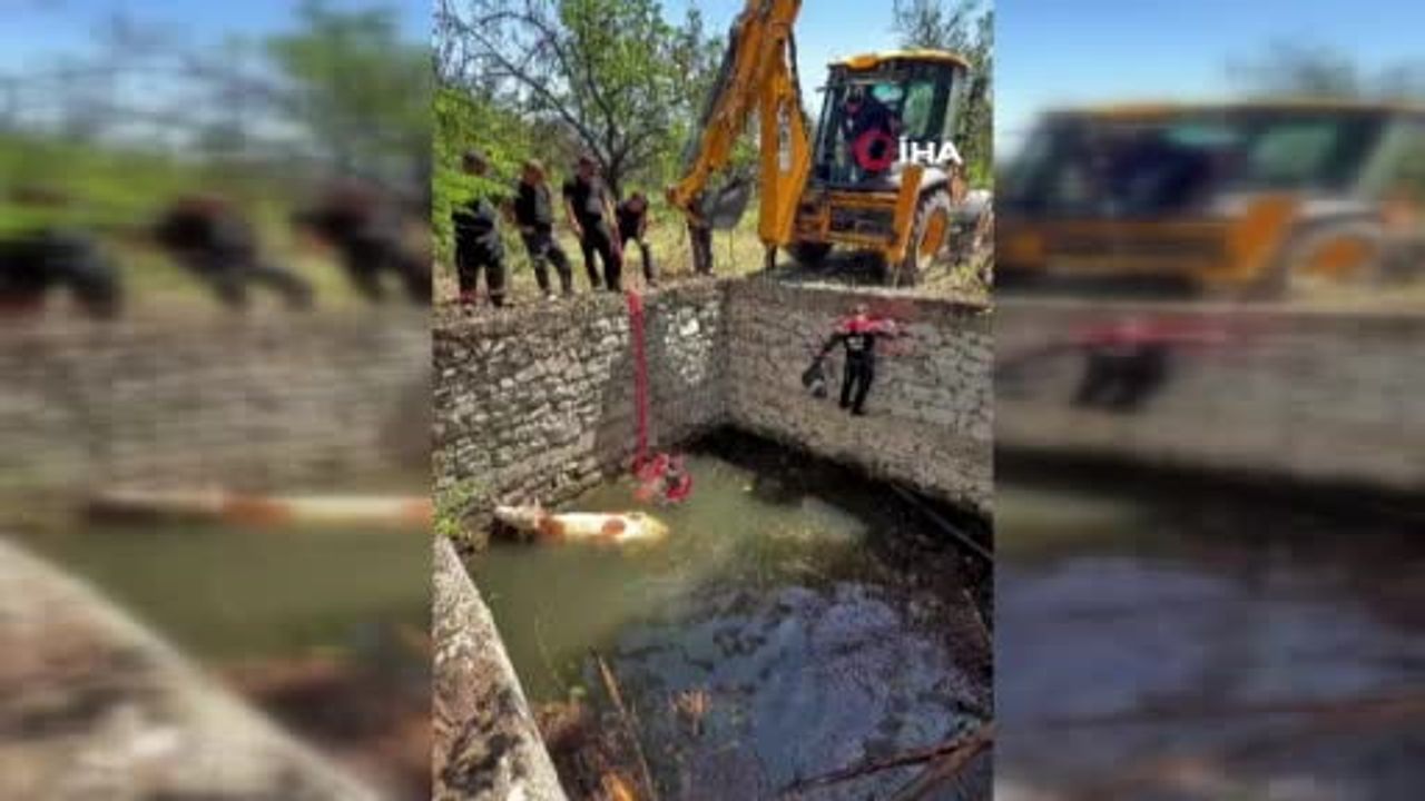 Sulama havuzuna düşen gebe inek 2 saatlik çalışmayla kurtarıldı