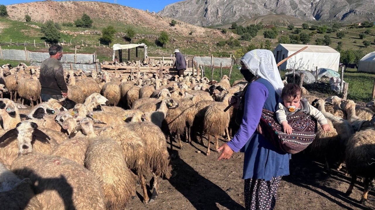 Tarım ve Orman Bakanlığı: Kırsalda Bereket Küçükbaşa sonuçları yakında açıklanacak, dolandırıcılık uyarısı
