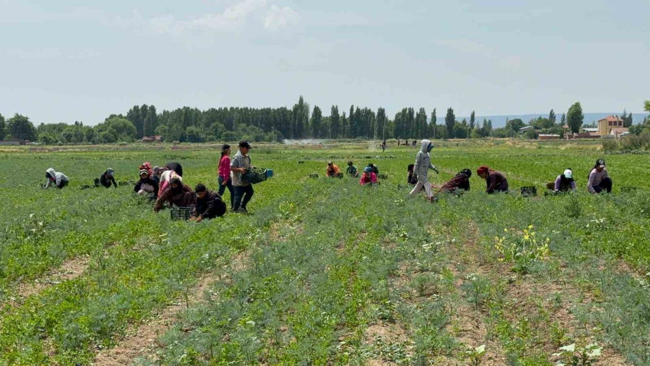 Tarla sahibinin verdiği çek sahte çıkınca çavuş aracını satarak işçilerin parasını ödedi