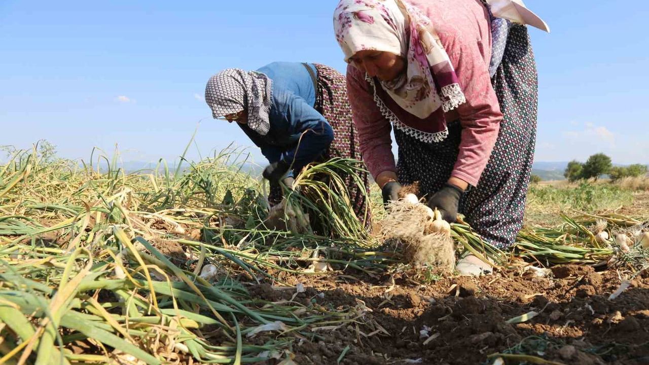 Taşköprü sarımsağının katma değeri ve marka gücü KUZKA destekli stratejik yol haritasıyla artacak