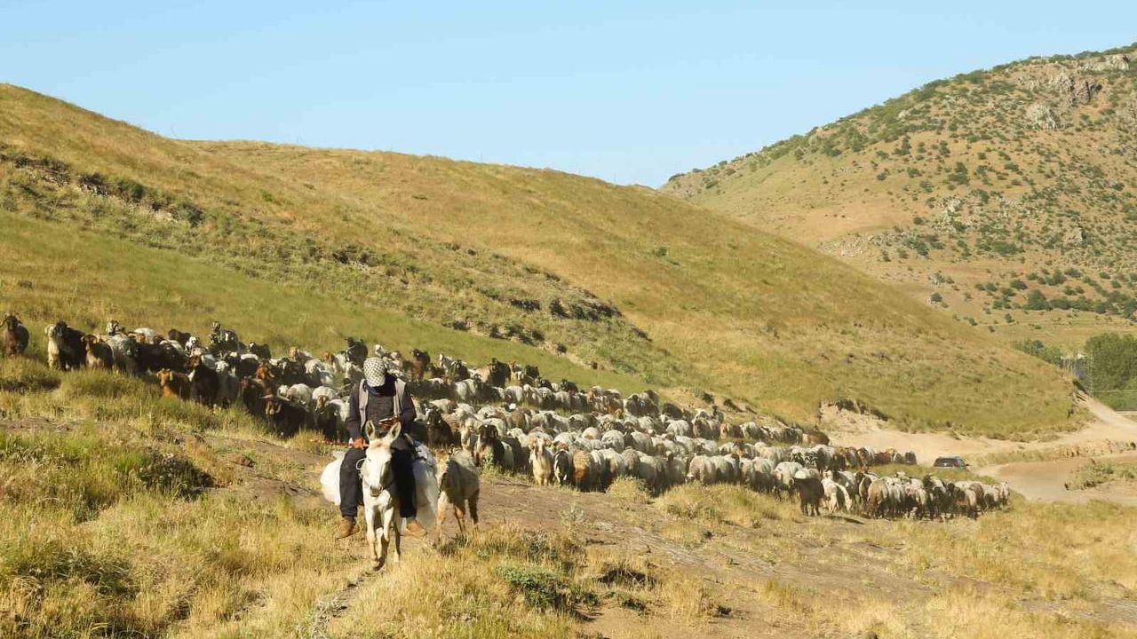 Tatvan’da sürülerin tozlu yayla yolculuğu manzaralar oluşturdu