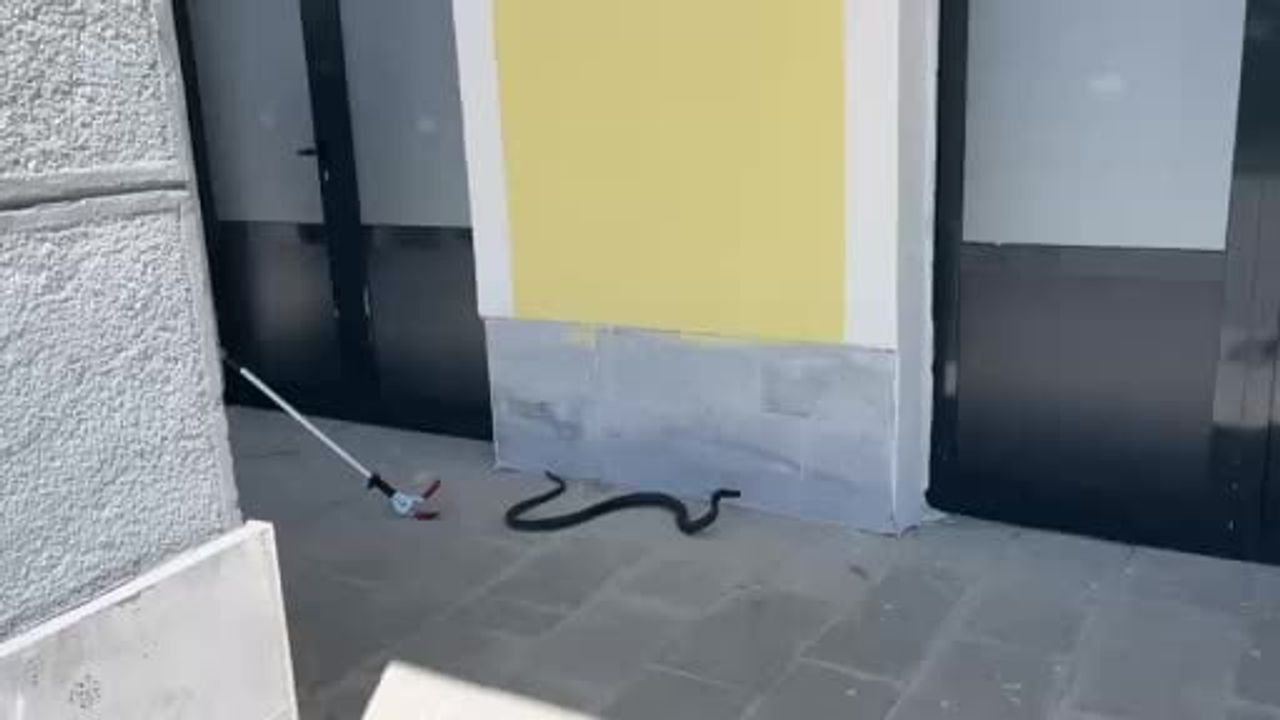 Tatvan'da TCDD hizmet binasına giren yılan itfaiye ekiplerince alındı