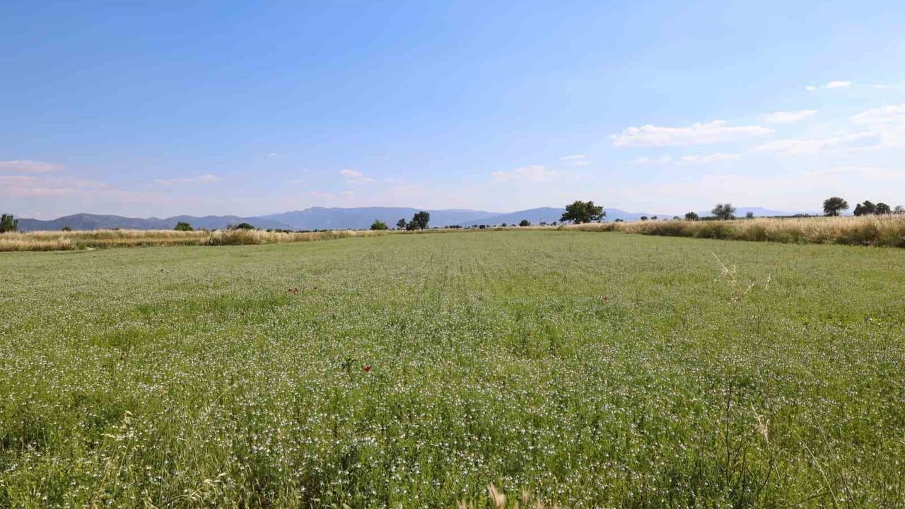 Tavas’ta karacaot ekiminde verimlilik testi yapılıyor