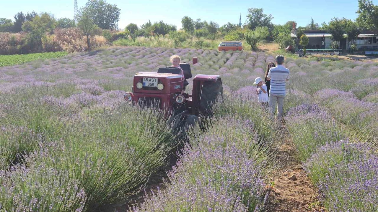 Tekirdağ’da lavanta şenliği başladı
