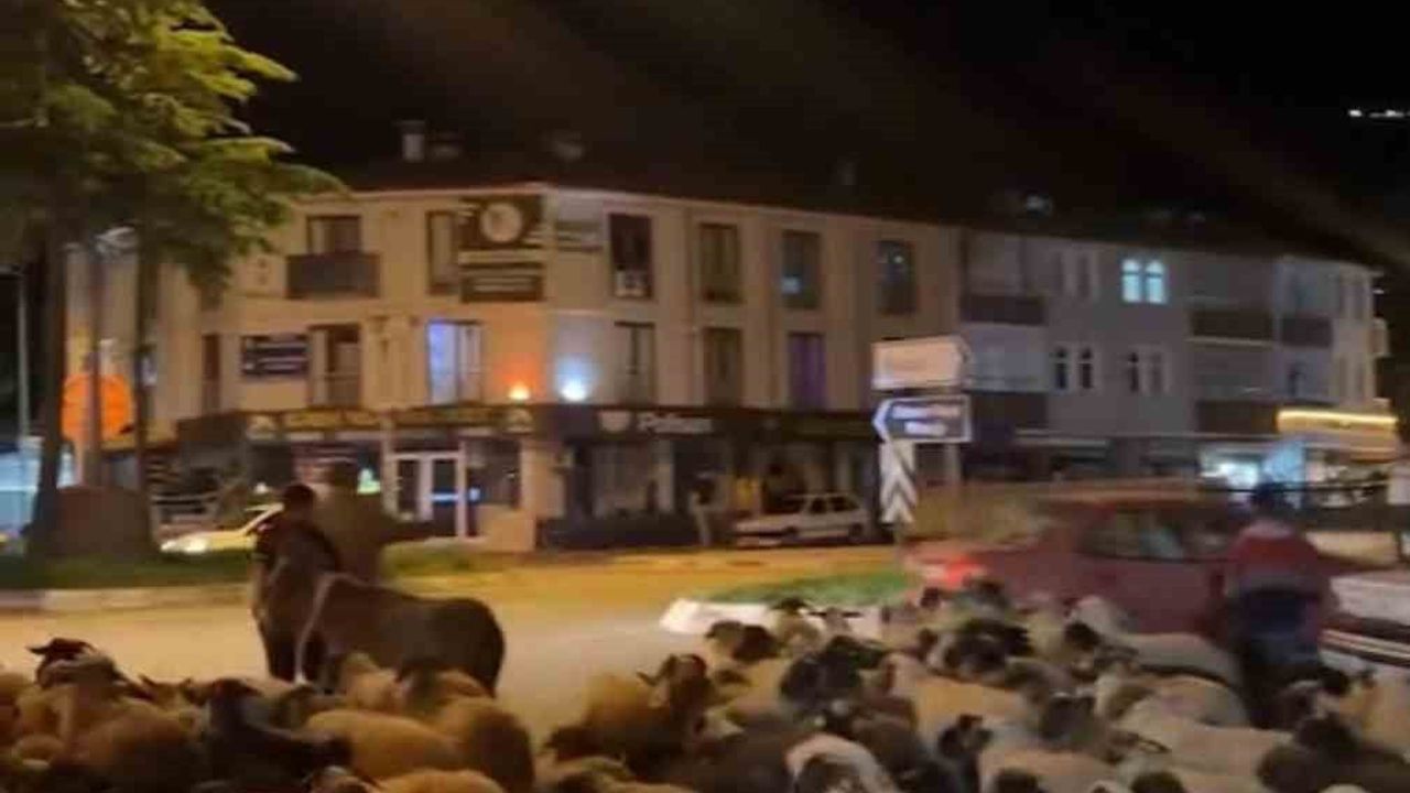 Tokat'ta Bahar Yayla Göçü: Yüzlerce Küçükbaş Hayvan Gece Kent Merkezinden Geçti
