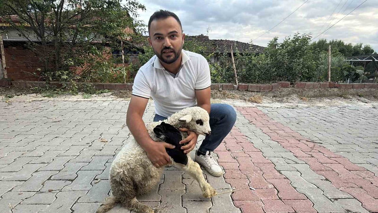 Tokat’ta sağlık personelinden yaralı kuzuya tüm teşekküllü müdahale