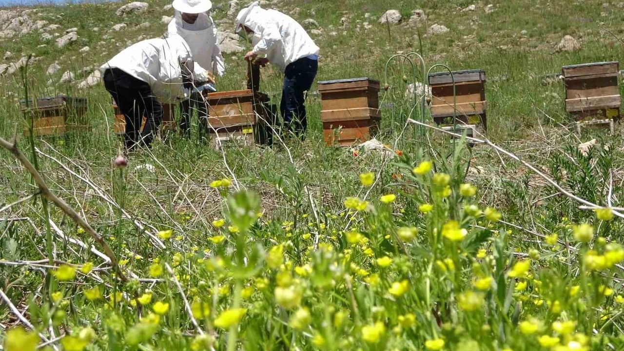 Toroslarda bahar: 2 bin 400 rakıma taşınan arılar mesaiye başladı