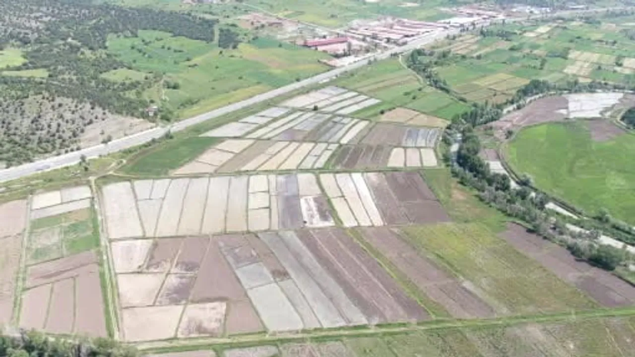 Tosya’da Ilgaz sularıyla beslenen tarlarda sarıkılçık çeltiği ekimine başlandı