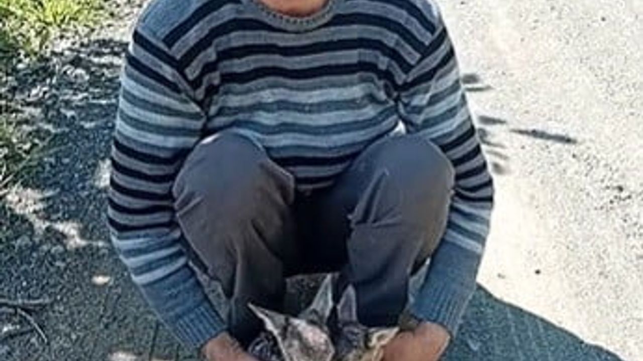 Trabzon Akçaabat’ta yolda karşılaşılan iki karaca yavrusuna 'Arçil' ve 'Şota' adı verildi