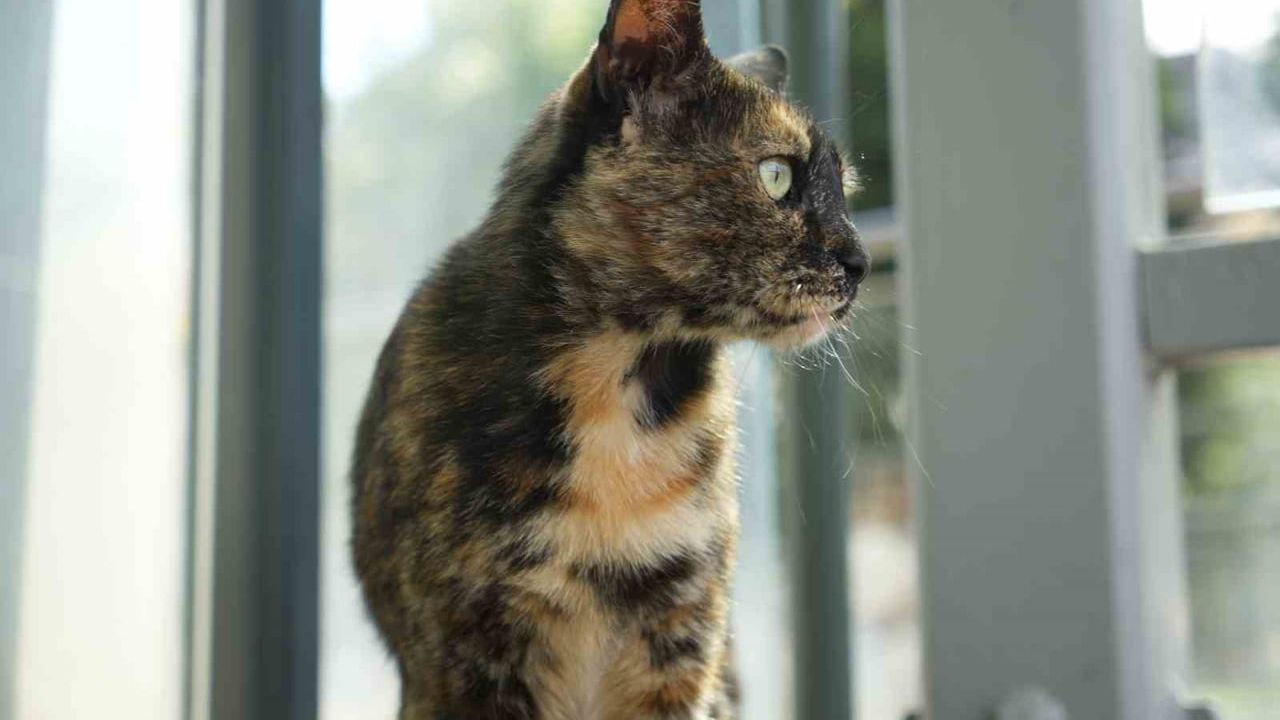 Tramvay durağında yaşayan kedi Pamuk yolcuların neşe kaynağı oldu