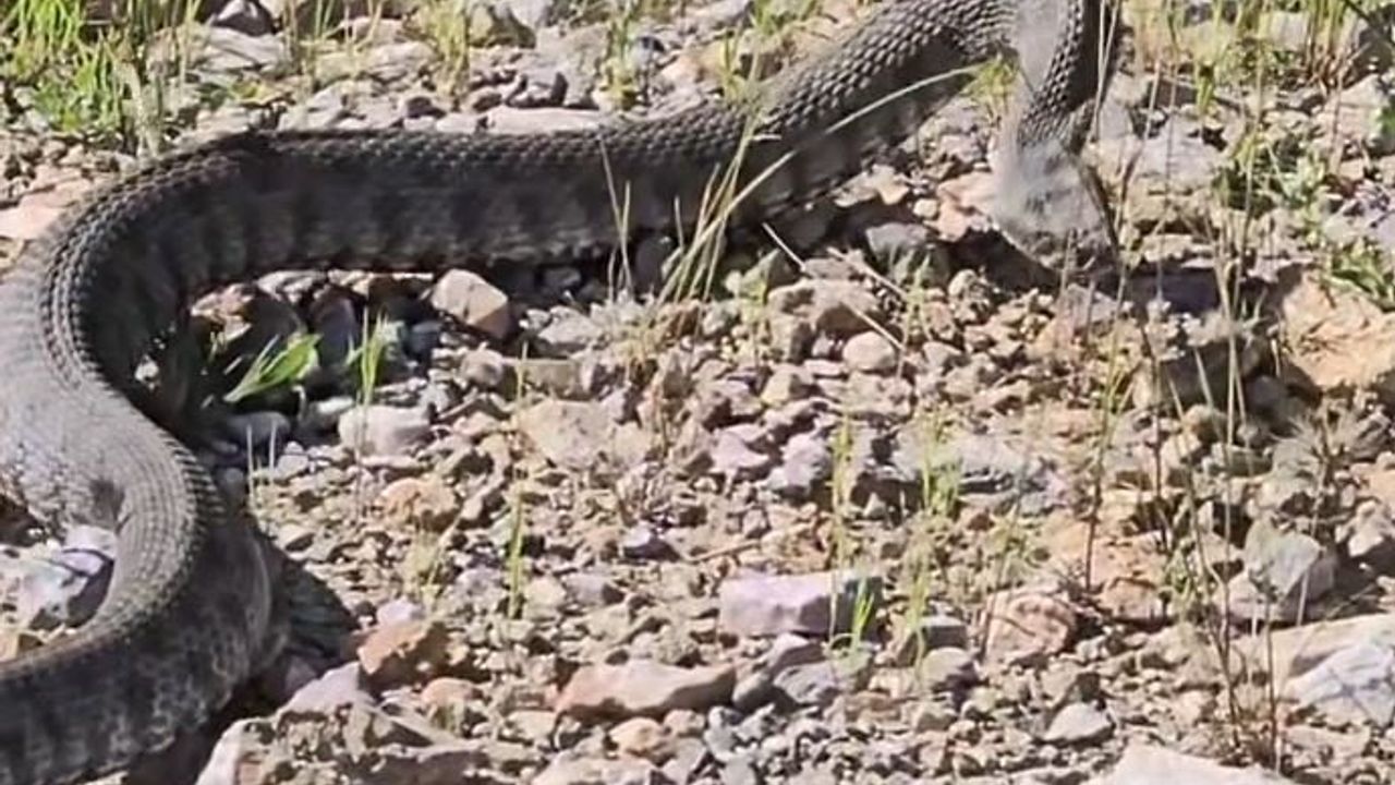 Tunceli'de bir metreyi aşan koca engerek görüntülendi