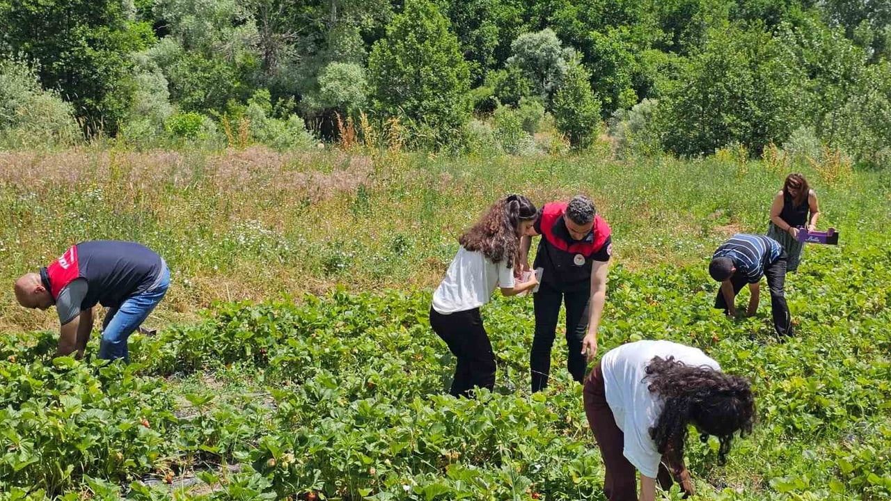 Tunceli'de kadın üreticilerin çilek hasadı yüz güldürdü