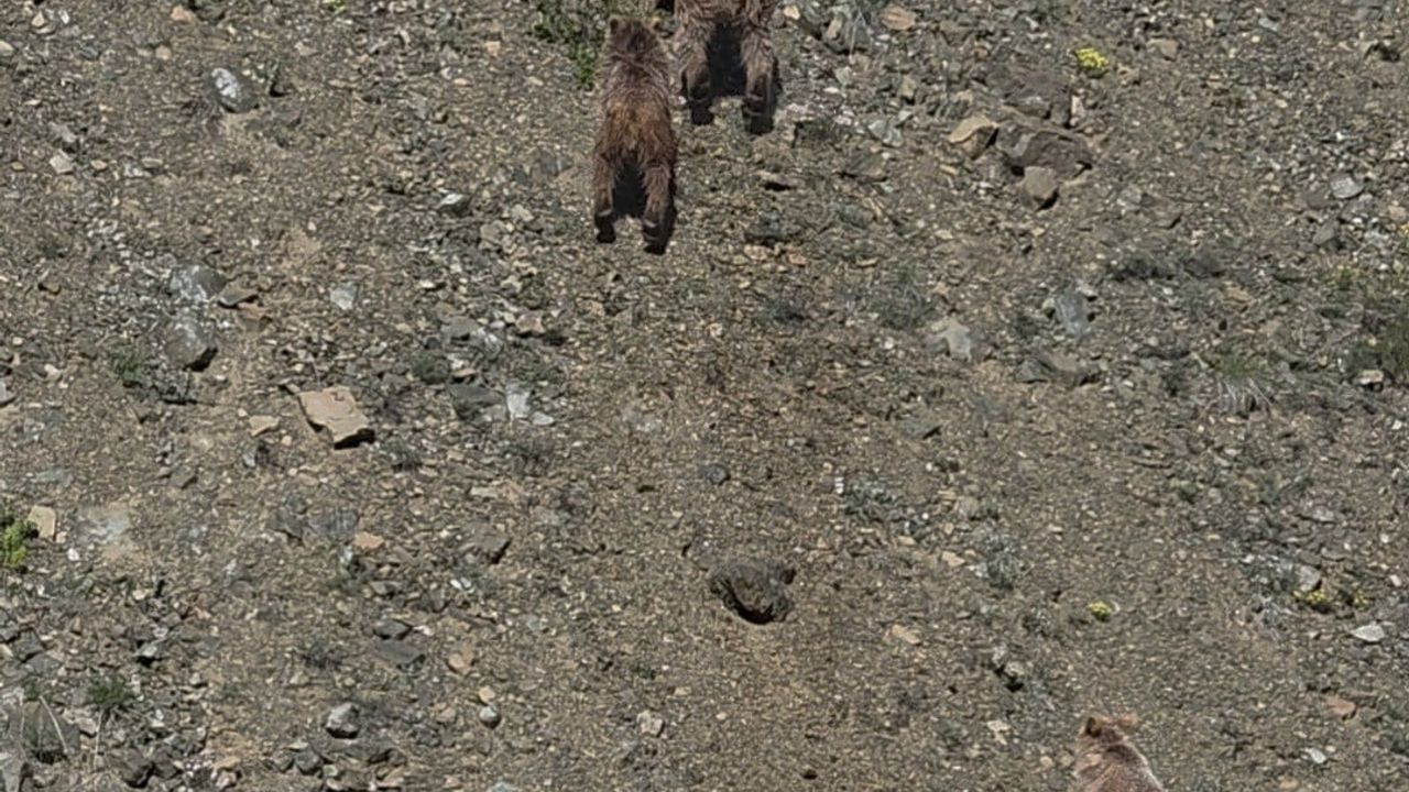 Tunceli Karagöz Yaylası'nda anne ayı ve yavruları görüntülendi