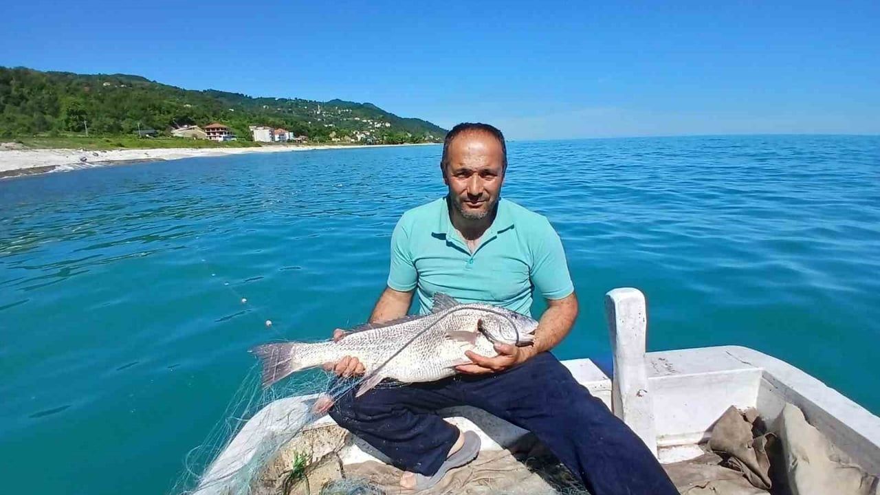 Türkeli'de nadir görülen kötek balığı avlandı