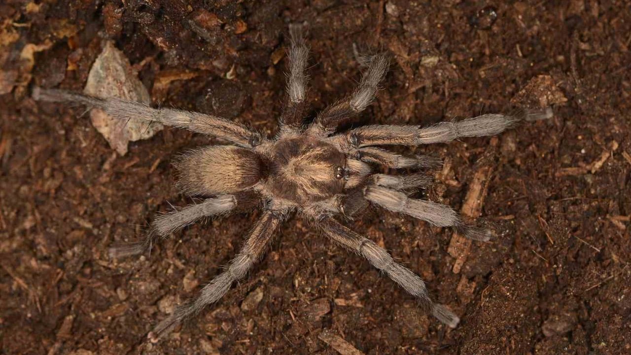 Türkiye faunasına ilk kez Ischnocolus cinsi tarantula kaydedildi
