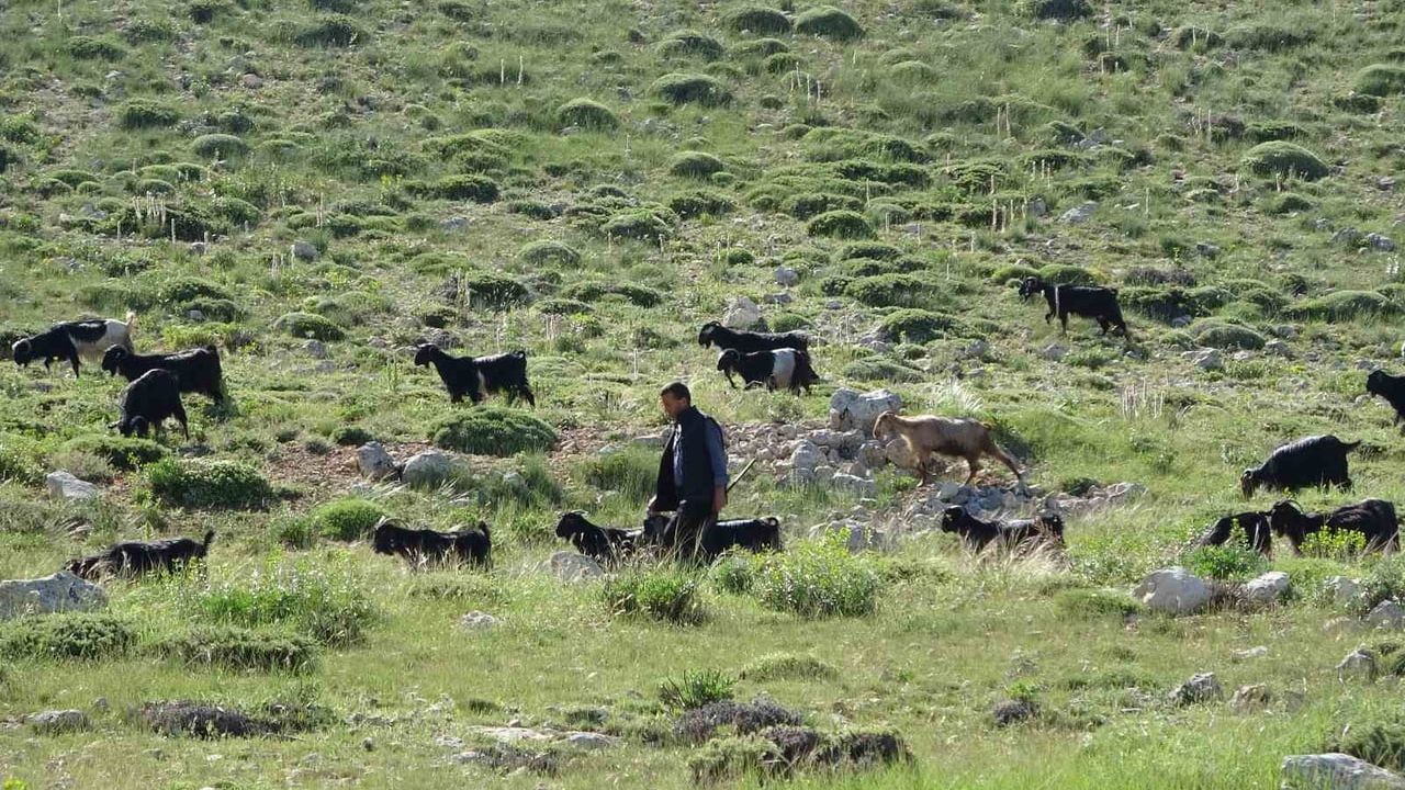 Türkiye’nin keçi yetiştirme merkezi Mersin: Toroslar yeşerdi, Yörüklerin zorlu mesaisi başladı