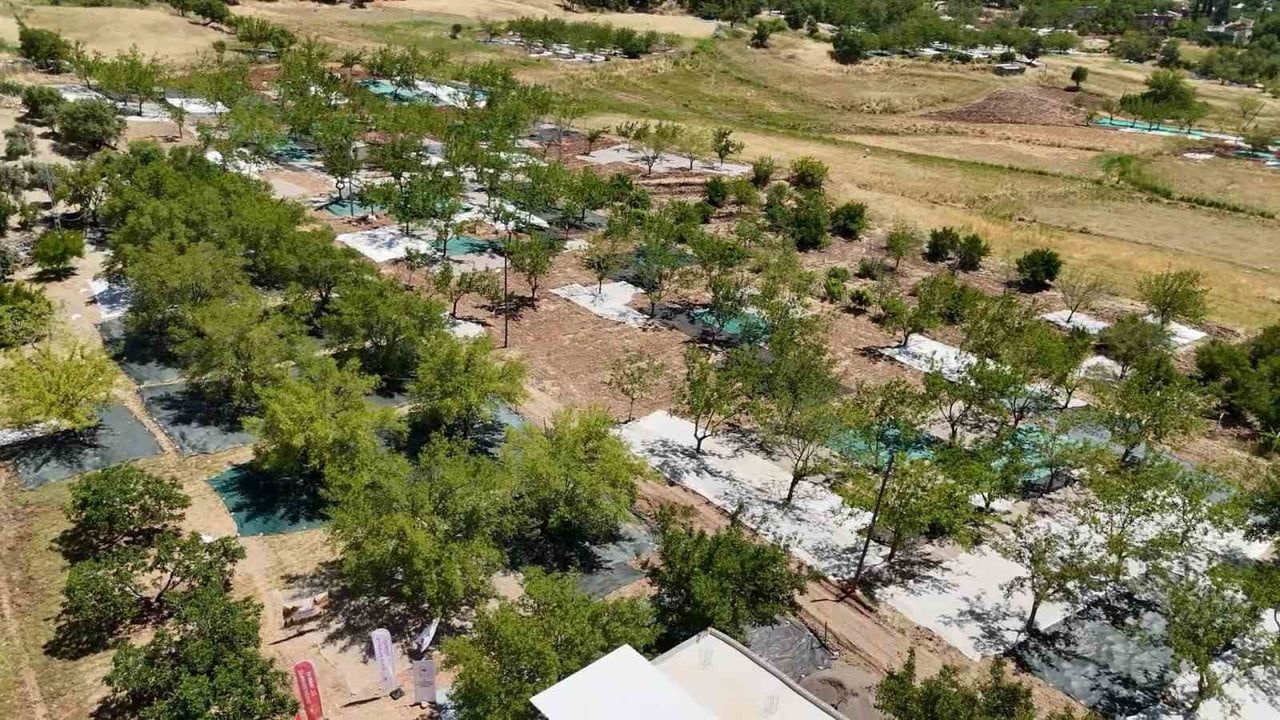Tut'ta coğrafi işaretli dut hasadı başladı