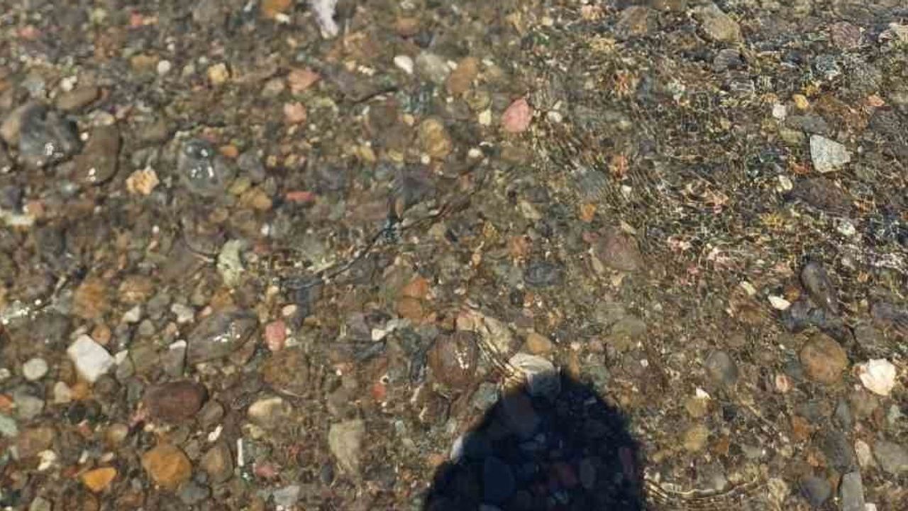 Ula'da sahilde Caretta caretta bulundu