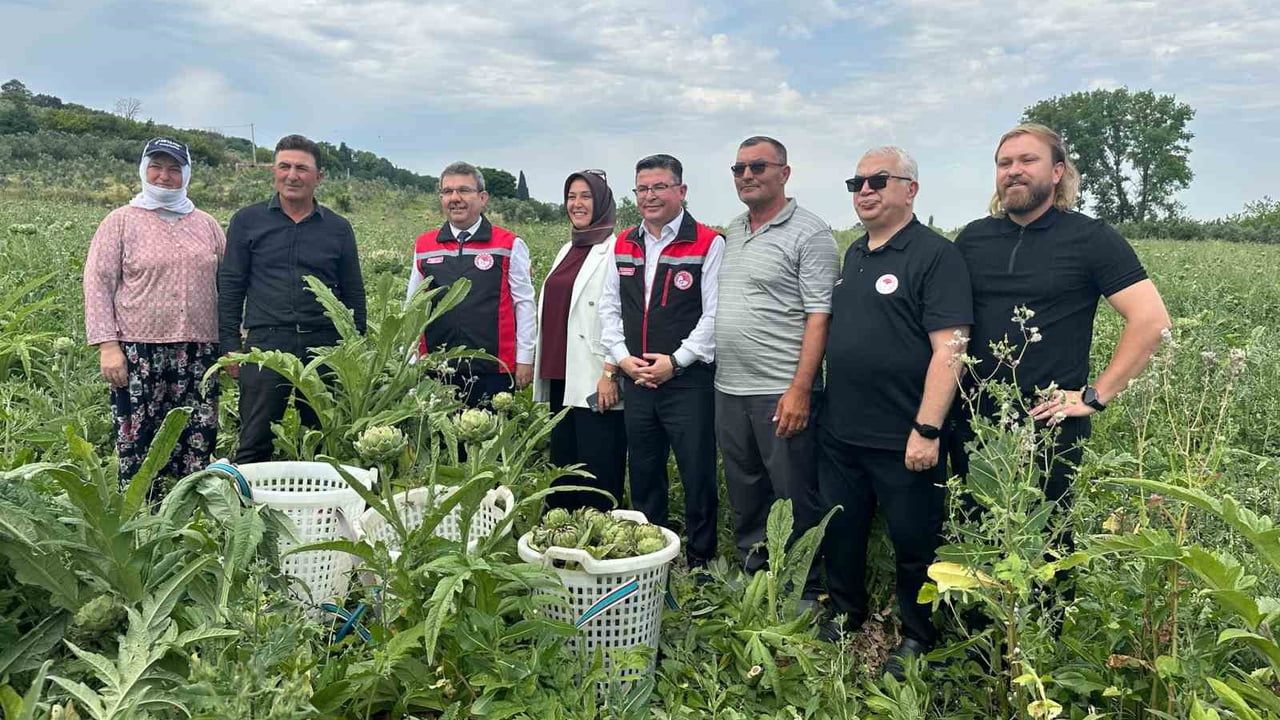 Uluabat Gölü Havzasında Hasanağa Enginarı Hasat Programı: Tanıtım ve Üretim Verileri