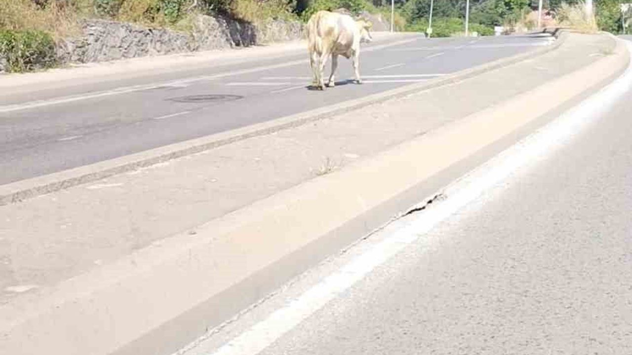 Ümraniye'de ana yol ortasında başıboş inek görüntülendi