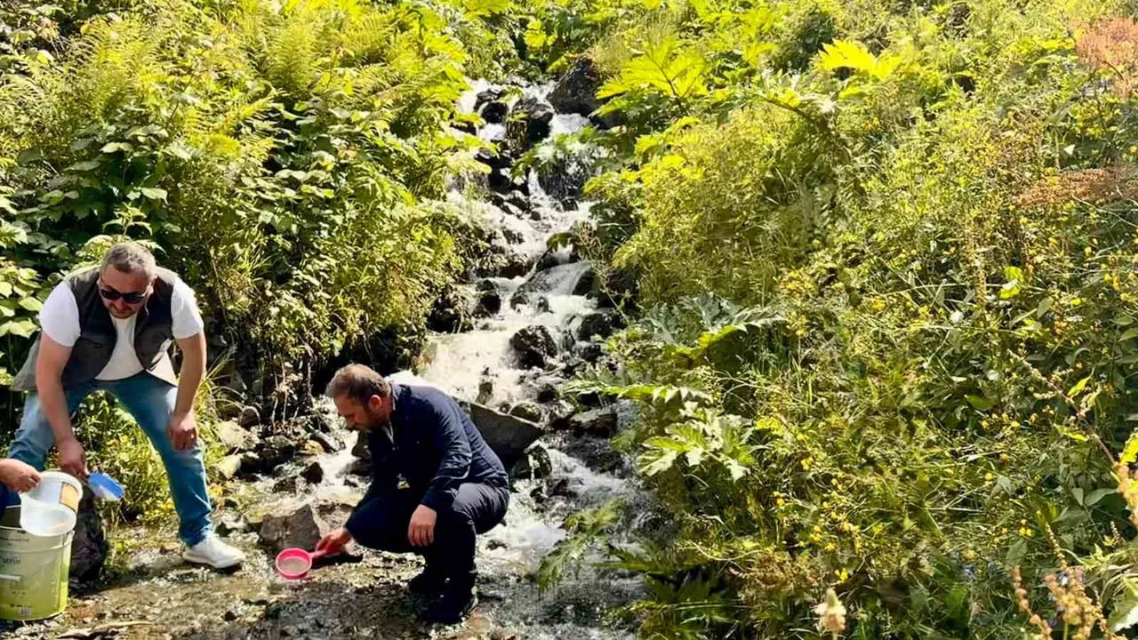 Uzungöl çevresindeki derelere 15 bin kırmızı benekli yavru alabalık bırakıldı