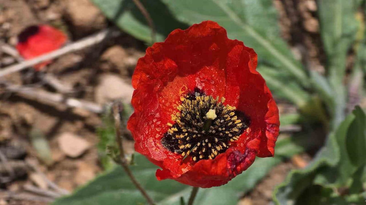 Van'da gelincik ve sarı kır çiçeklerinin oluşturduğu renk cümbüşü görsel şölen sundu
