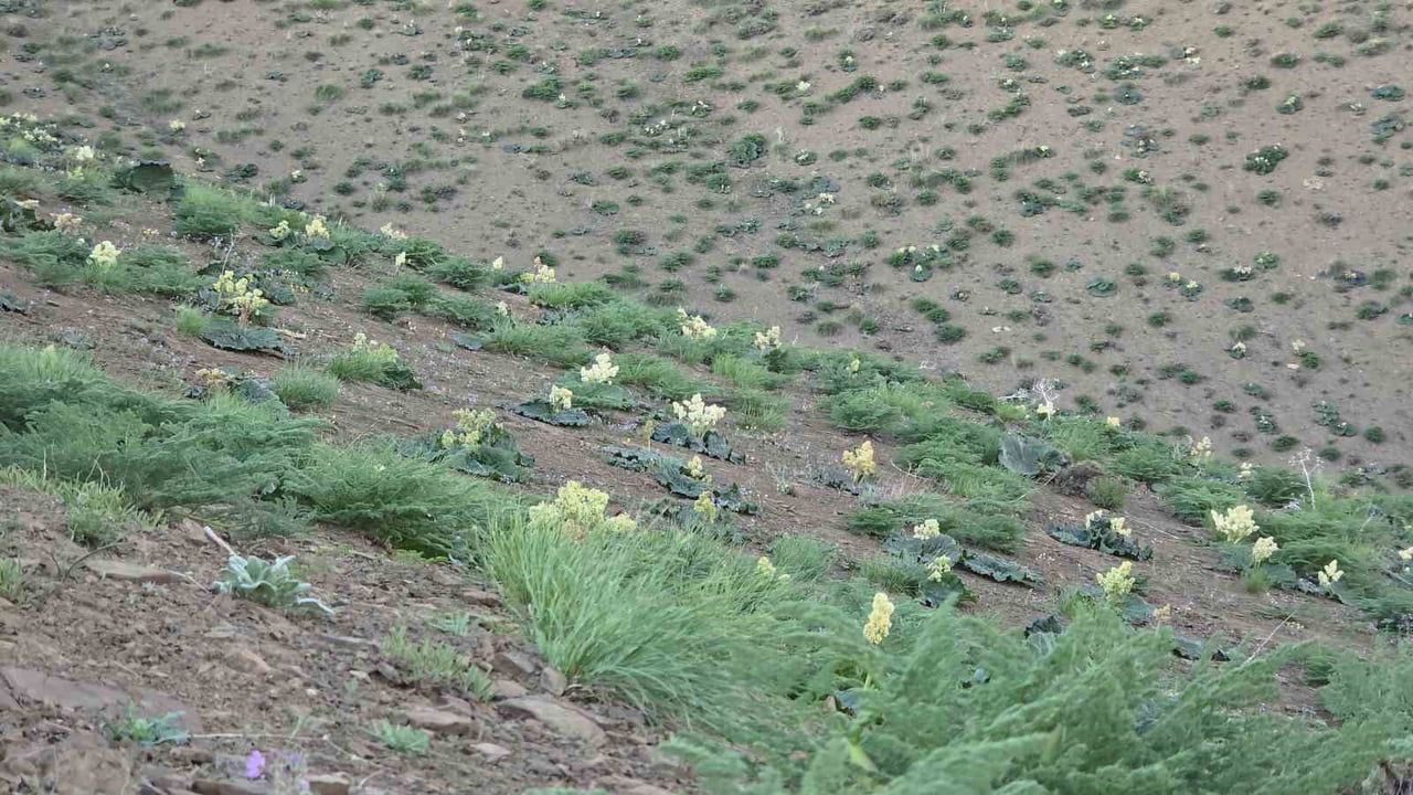 Van’da 'yayla muzu' uçkunun toplanışı: Doğal lezzet hem tüketiliyor hem satılıyor