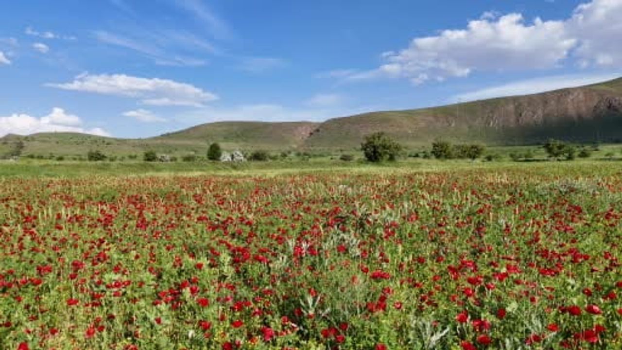 Van'da zirveler karla kaplı, ovalar çiçeklerle baharı eşzamanlı yaşatıyor