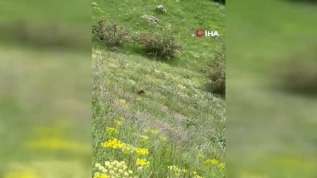 VASKİ ekiplerinin karşısına ayı yavrusu çıktı